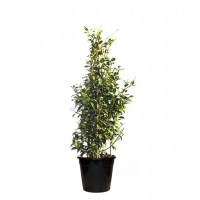 chinese-star-jasmine-300mm