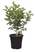 murraya-paniculata-300mm