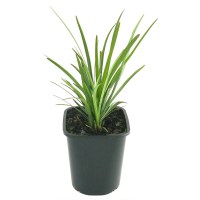 liriope-elmarco-140mm9