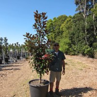 magnolia-kay-parris-110l7