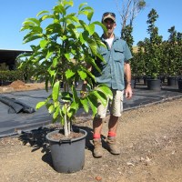 magnolia-michelia-alba-35l