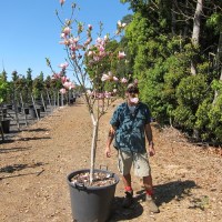 magnolia-soulangeana-100l5