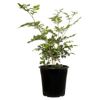 murraya-paniculata-200mm